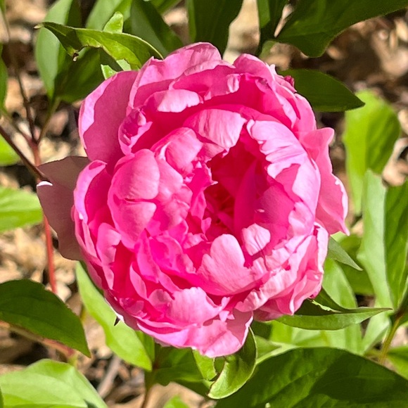 Meet your Posher, Sue Ann - Picture 1 of 6